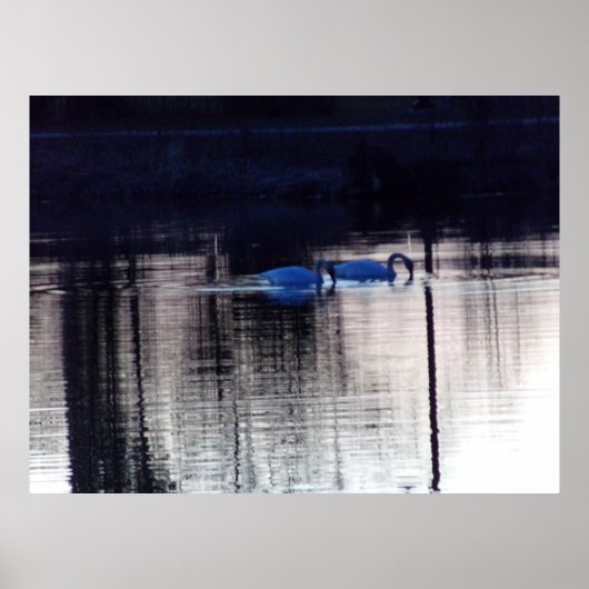Poster des cygnes blancs à Dusk (Devant)