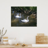 Poster des cygnes curieux (Cuisine)