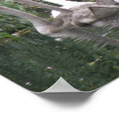Poster des cygnes et des cygnets (Coin)