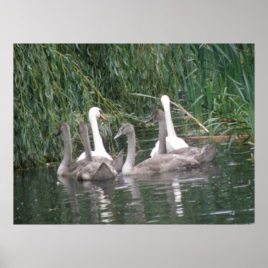 Poster des cygnes et des cygnets (Devant)