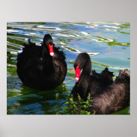 Poster des cygnes noirs