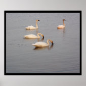 Poster des cygnes trompettes (Devant)