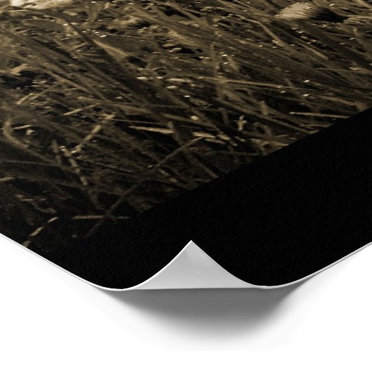 Poster des Dandelions Mist (Coin)