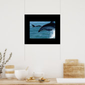Poster des dauphins (Cuisine)