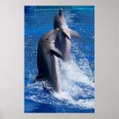 Poster des dauphins (Devant)