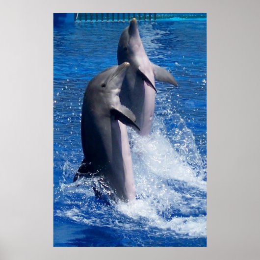 Poster des dauphins (Devant)