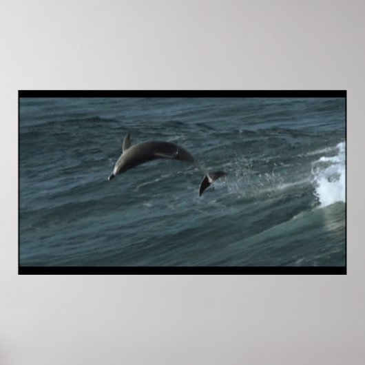 Poster des dauphins de Bottlenose (Devant)