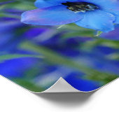Poster des Delphiniums Bleus (Coin)