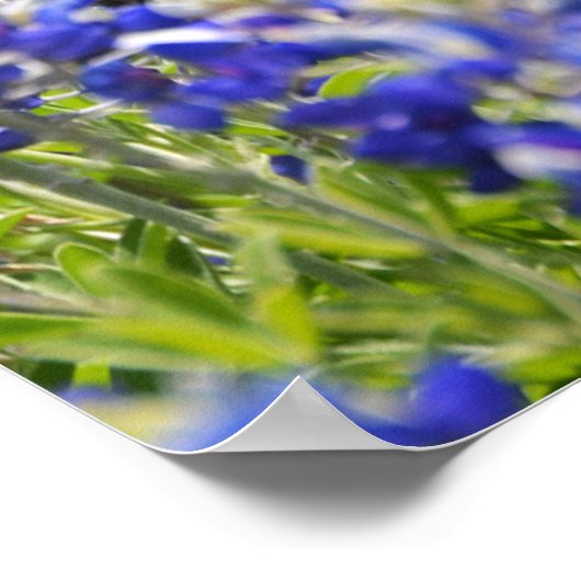 Poster des Écritures Bluebonnet Fleurs (Coin)