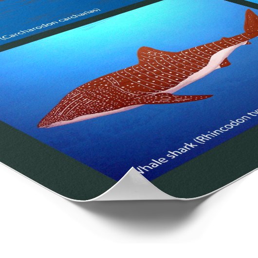Poster des espèces de requins (Coin)