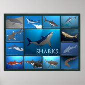 Poster des espèces de requins (Devant)