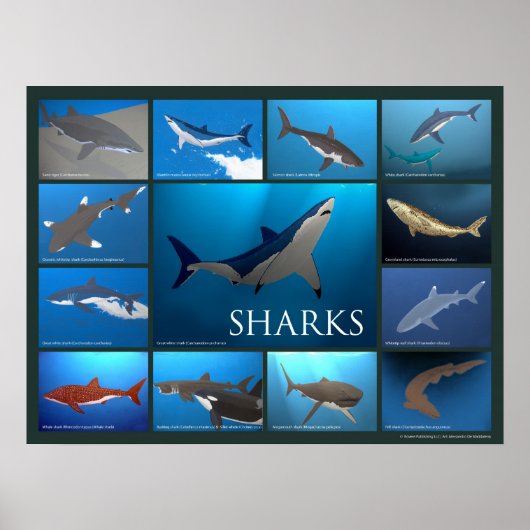 Poster des espèces de requins (Devant)