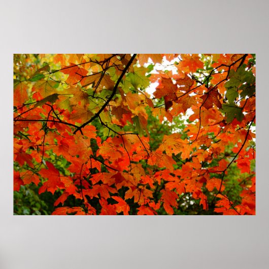 Poster des feuilles d'automne (Devant)