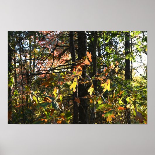 Poster des feuilles d'automne (Devant)