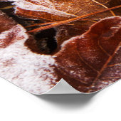 Poster des Feuilles de l'érable congelé (Coin)