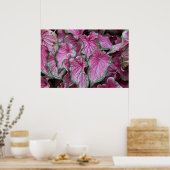 Poster des Feuilles du Caladium rose en grappe (Cuisine)