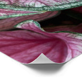Poster des Feuilles du Caladium rose en grappe (Coin)