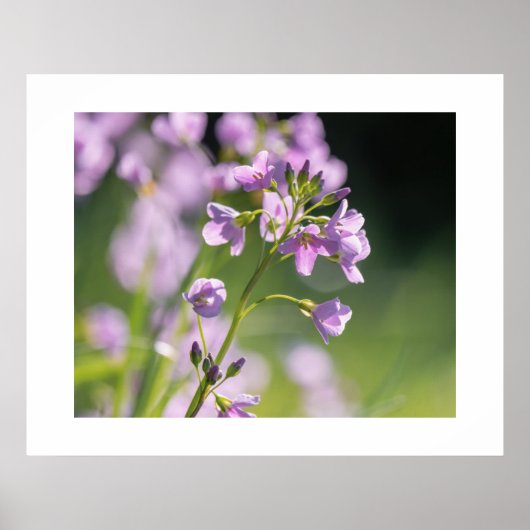 Poster des fleurs (Devant)