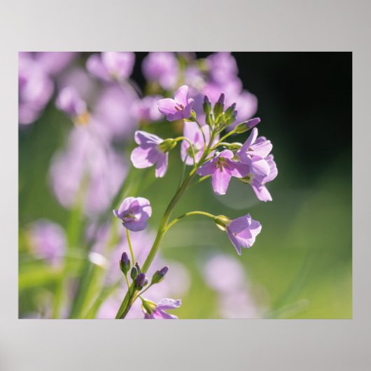 Poster des fleurs (Devant)