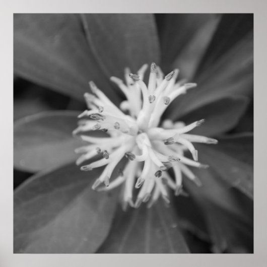 Poster des fleurs (Devant)