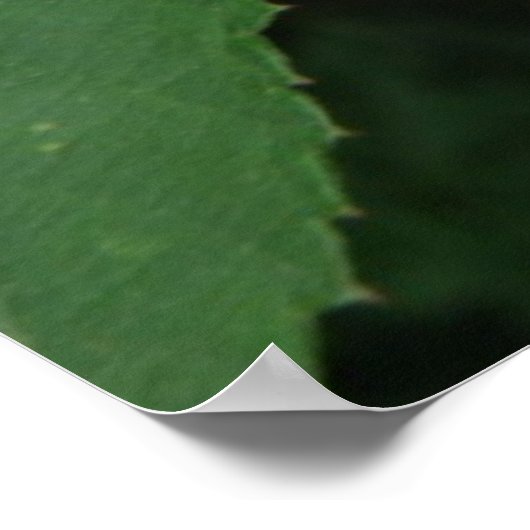 Poster des fleurs Blackberry (Coin)