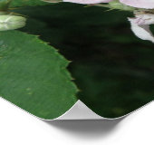 Poster des fleurs Blackberry (Coin)