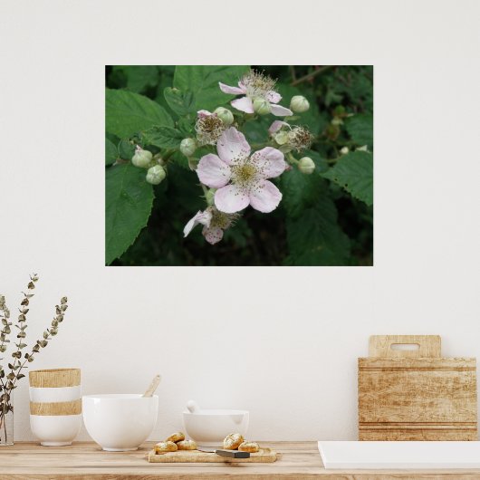 Poster des fleurs Blackberry (Cuisine)