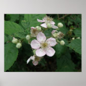 Poster des fleurs Blackberry (Devant)