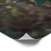 Poster des fleurs blanches (Coin)