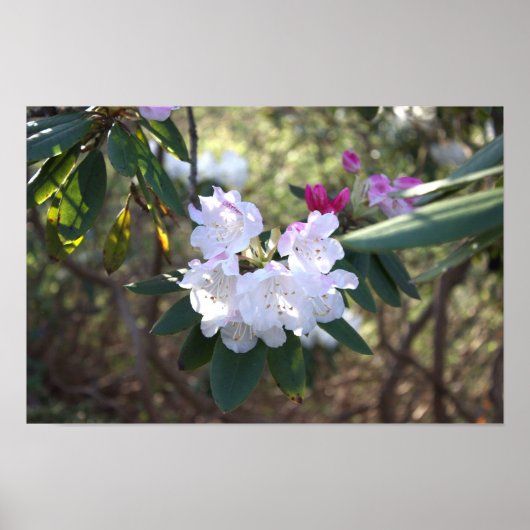 Poster des fleurs blanches (Devant)