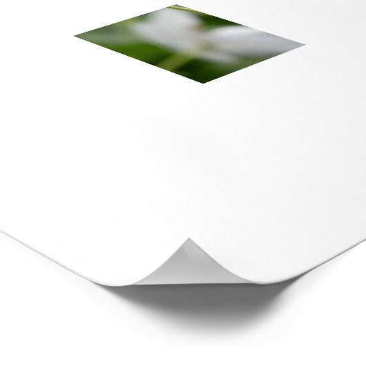 Poster des fleurs blanches (Coin)
