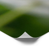 Poster des fleurs blanches (Coin)