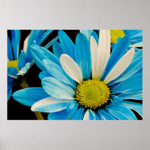 Poster des fleurs bleues