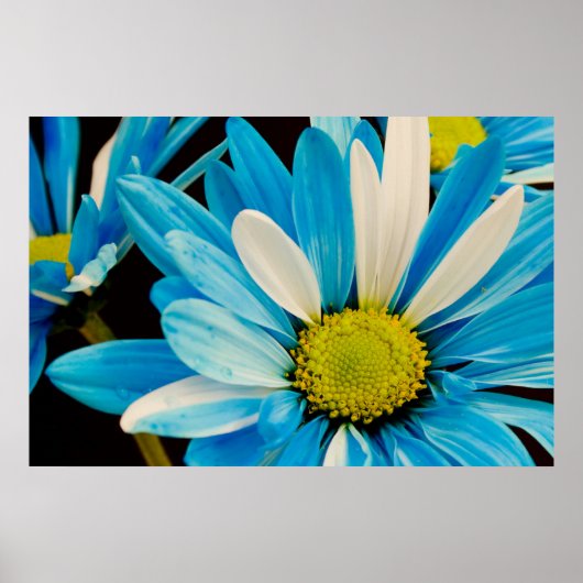 Poster des fleurs bleues (Devant)