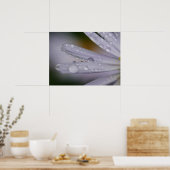 Poster des fleurs d'Aster (Cuisine)