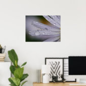 Poster des fleurs d'Aster (Bureau à domicile)