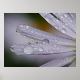 Poster des fleurs d'Aster