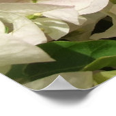Poster des fleurs de bougainvilliers blancs (Coin)