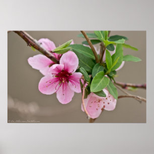 Poster des fleurs de cerisiers sauvages