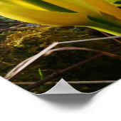 Poster des fleurs de chou de peau jaune (Coin)