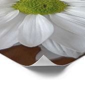 Poster des fleurs de chrysanthème (Coin)