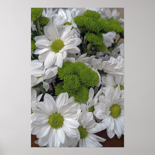 Poster des fleurs de chrysanthème (Devant)