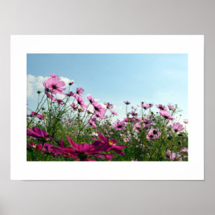 Poster des Fleurs de Cosmos du Japon