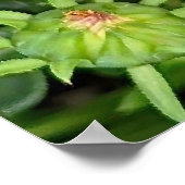 Poster des fleurs de Gazania (Coin)