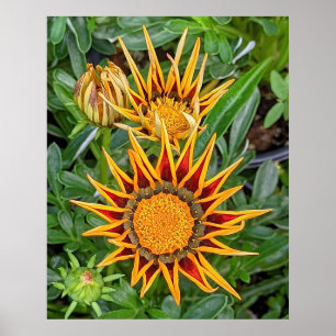 Poster des fleurs de Gazania