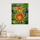 Poster des fleurs de Gazania (Cuisine)