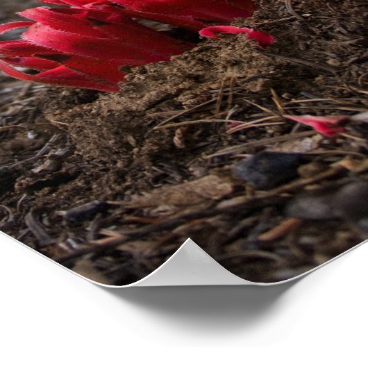 Poster des fleurs de neige (Coin)