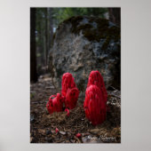 Poster des fleurs de neige (Devant)