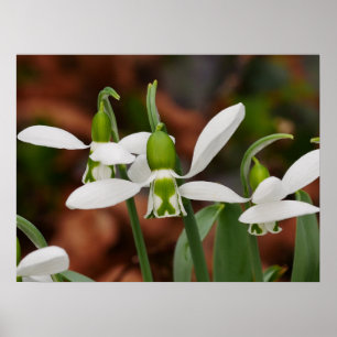 Poster des fleurs de neige