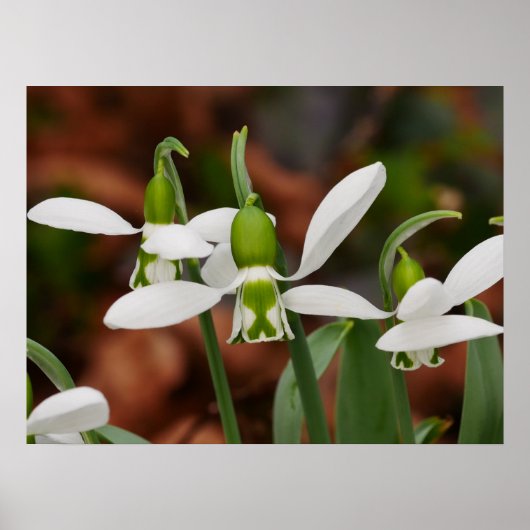 Poster des fleurs de neige (Devant)